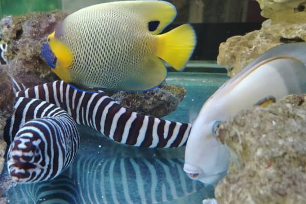 Port Dickson Ornamental Fish Centre